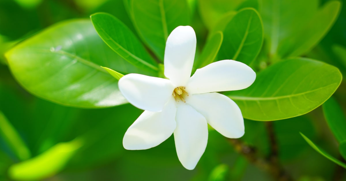 Fiore bianco di tiarè