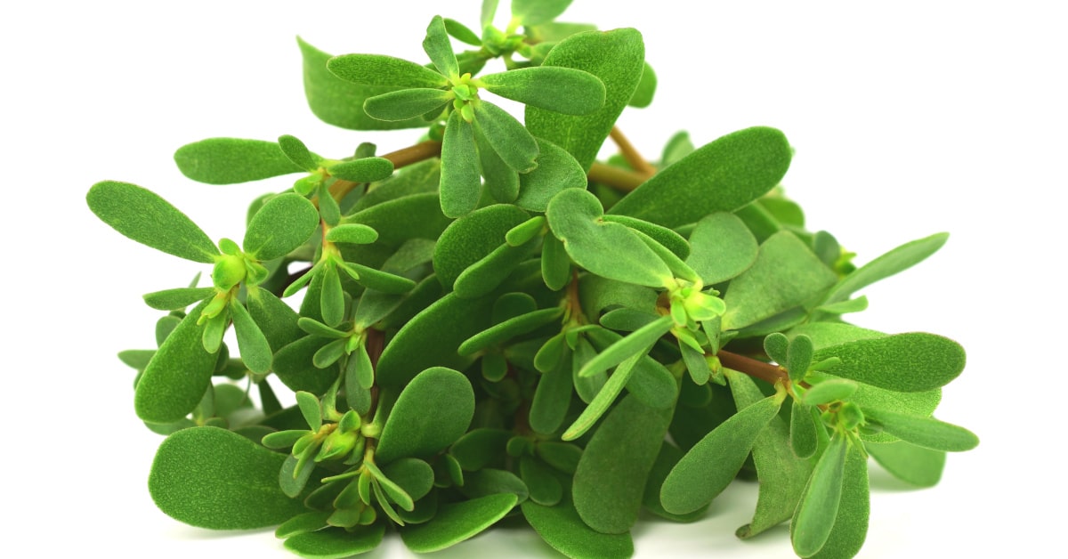 Foglie di portulaca 