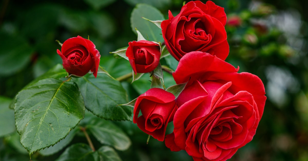 Ramo di rose rosse