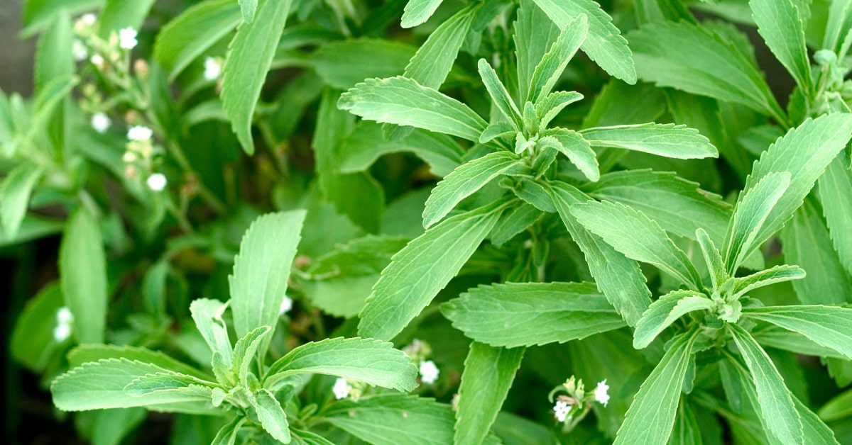 Pianta di stevia con fiori bianchi
