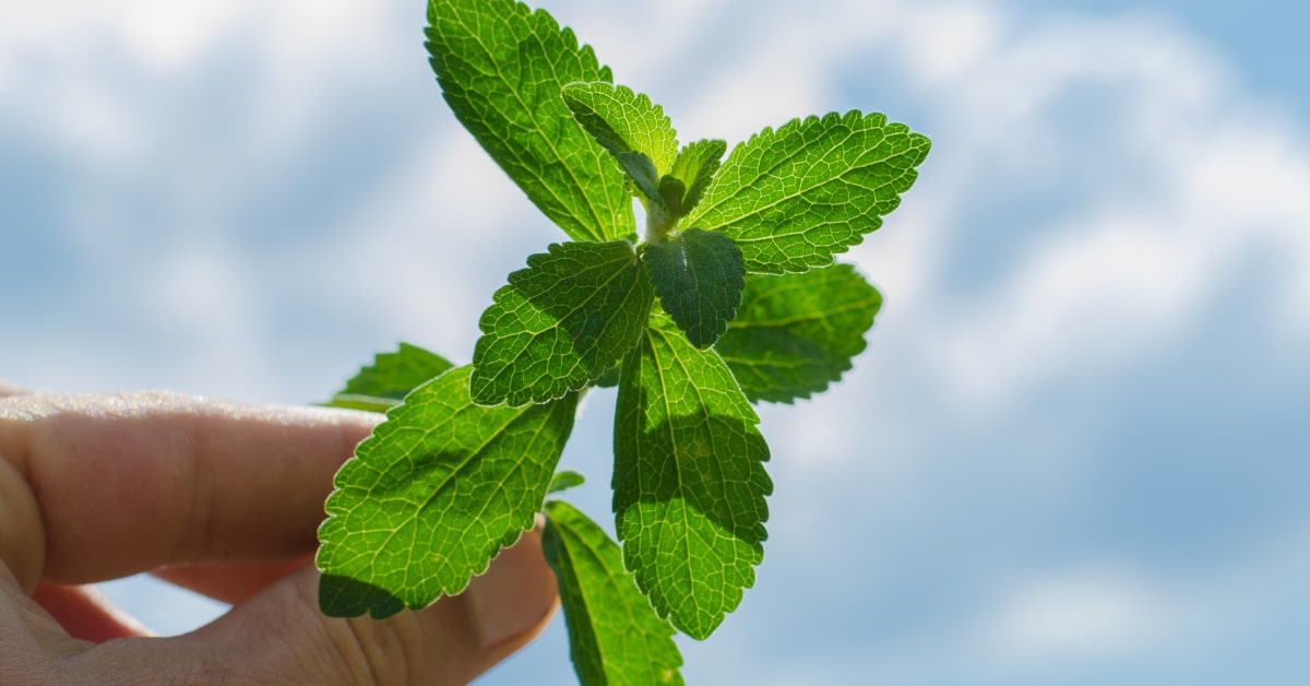 Foglie di stevia rebaudiana
