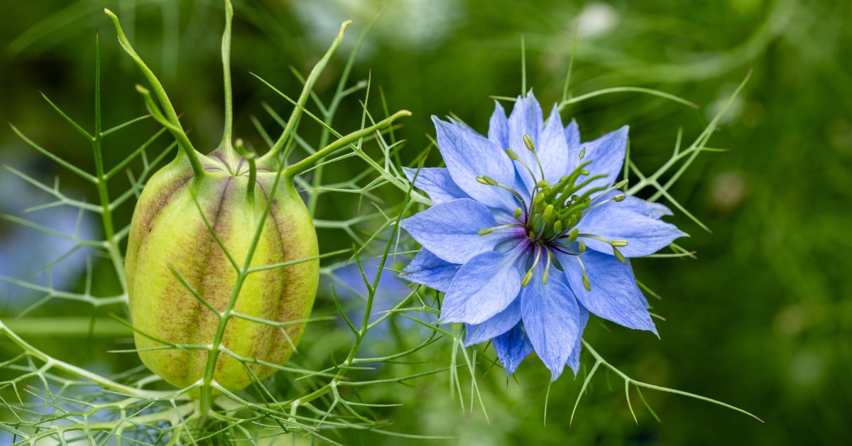 Nigella sativa, pianta del cumino nero