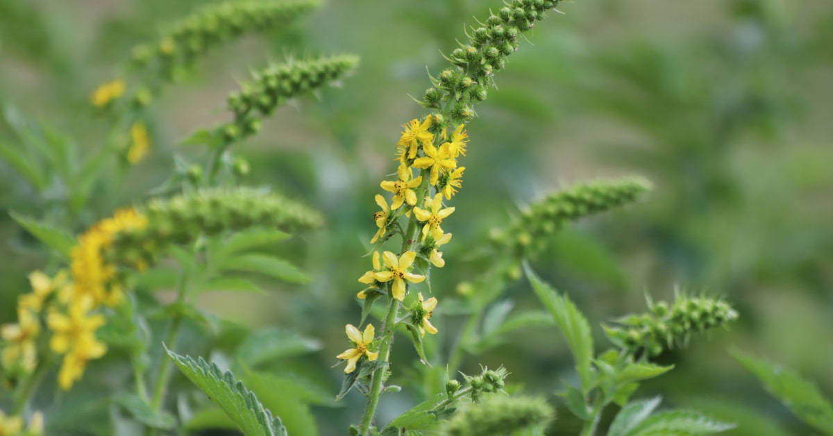 Agrimony, fiore di Bach