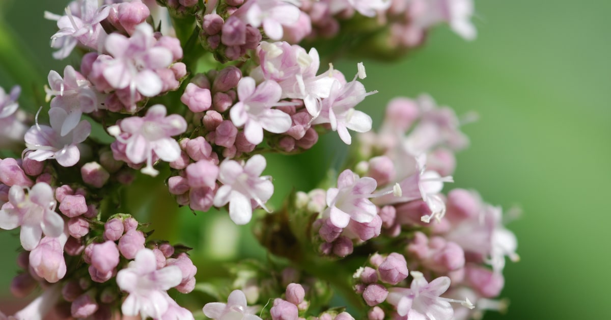 Pianta in fiore di Valeriana officinalis