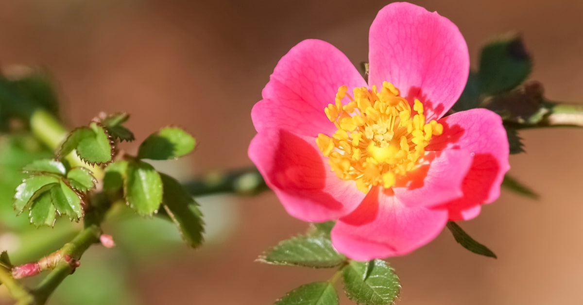 Rosa mosqueta in fiore