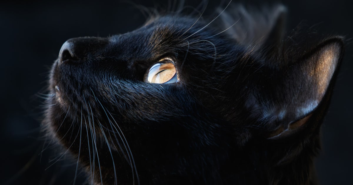 Muso del gatto nero di profilo