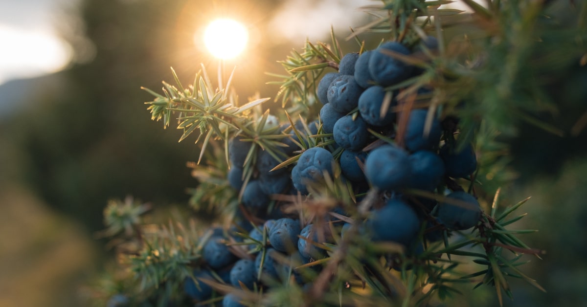 Pianta di ginepro con bacche mature