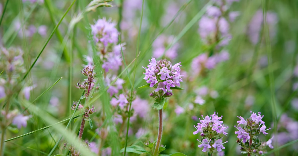 Timo serpillo in fiore