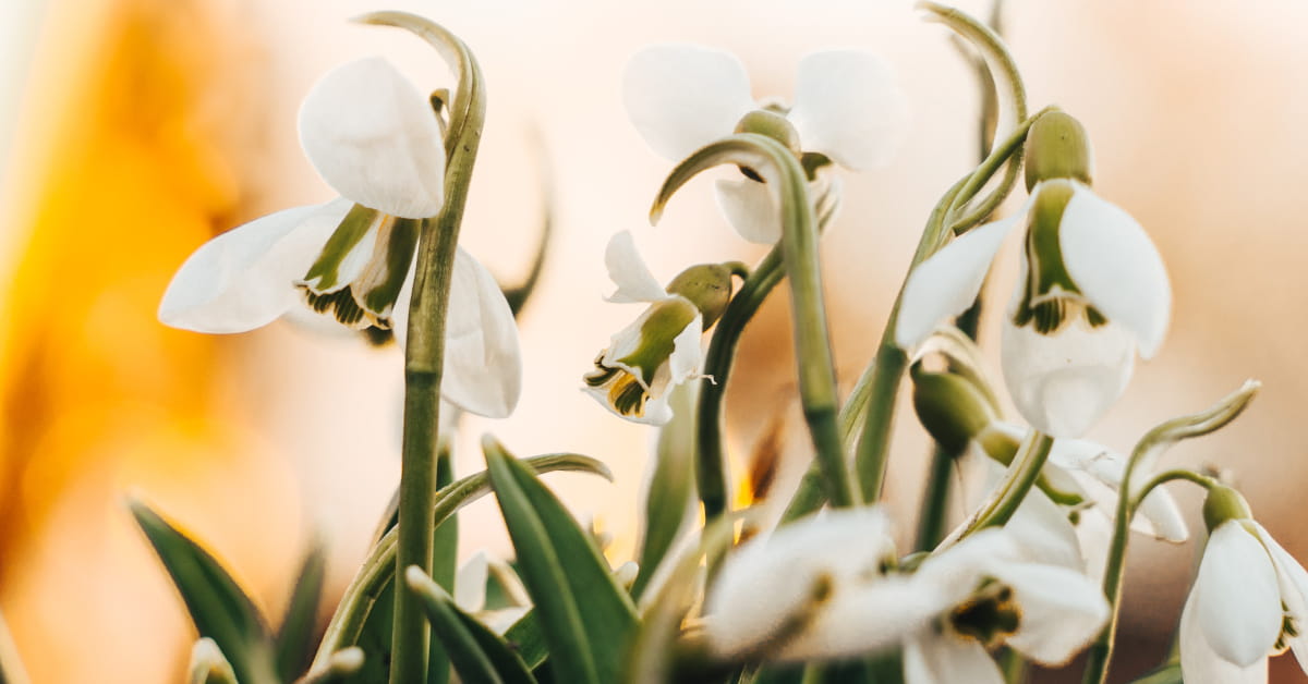 Fiori di bucaneve simbolo di Imbolc