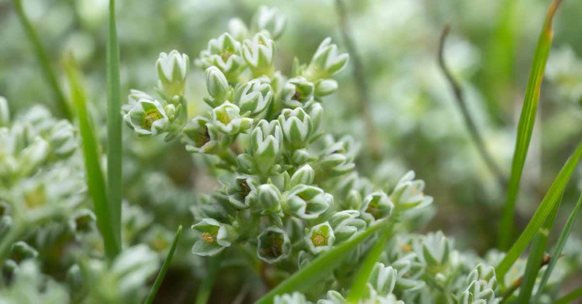 Pianta di Sclerantus con fiori