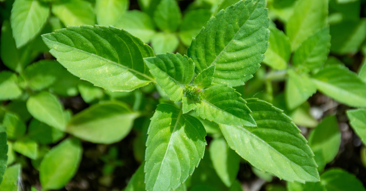 Pianta di tulsi o basilico santo
