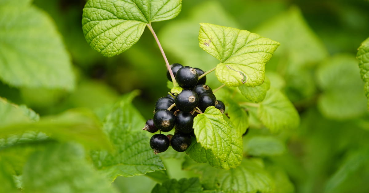 RIbes nigrum per le allergie di stagione