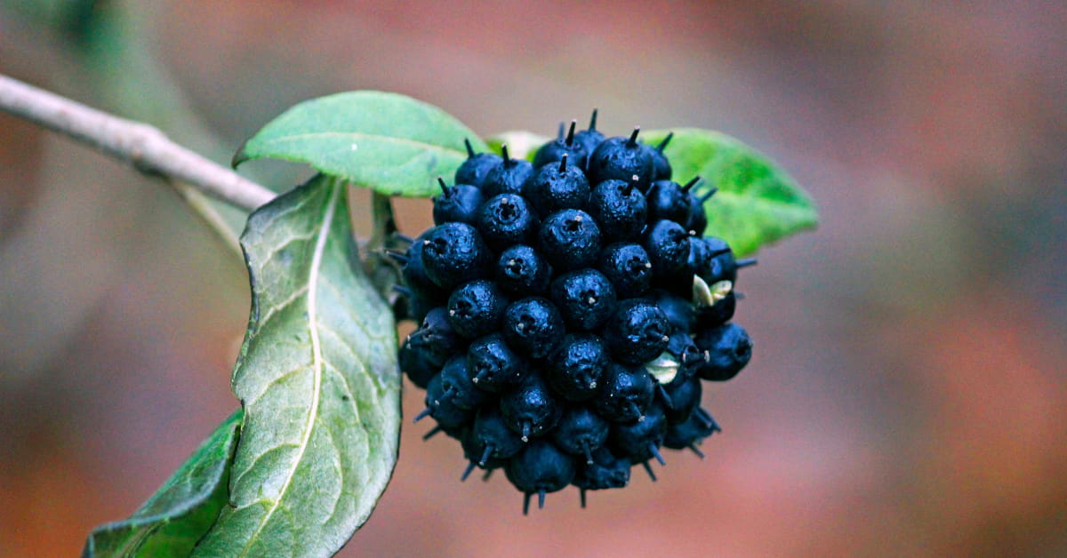 Eleuterococco pianta