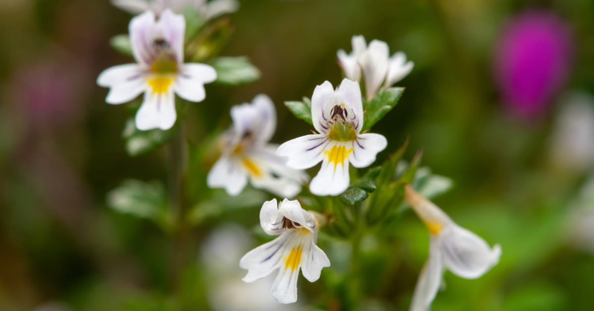 Euphrasia officinalis, pianta di eufrasia