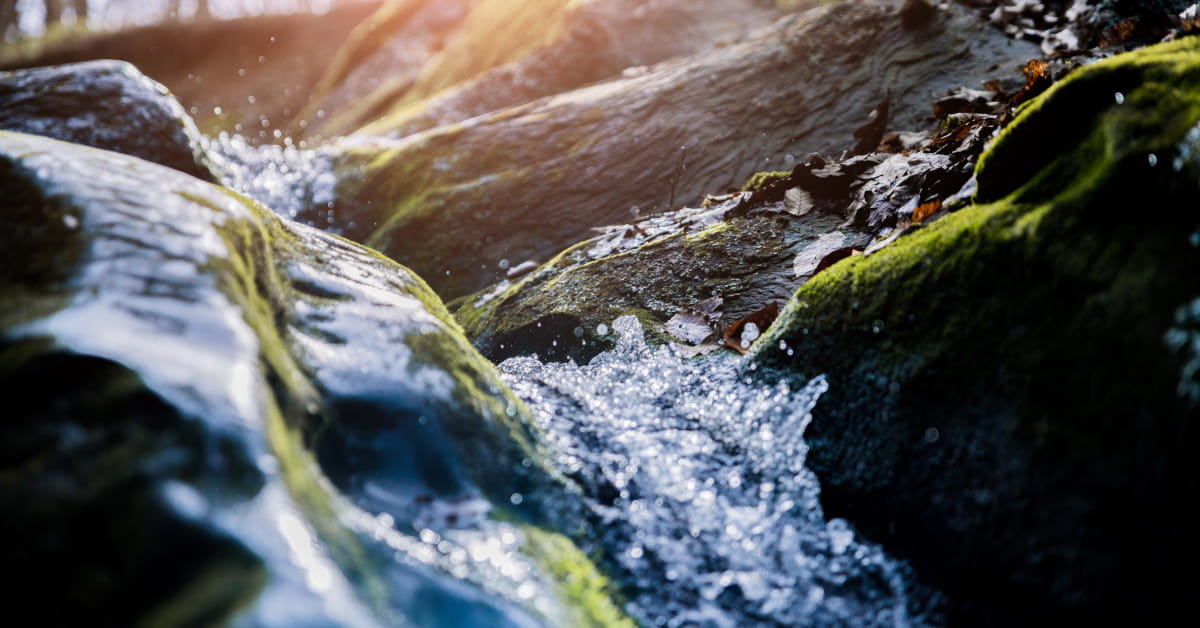 Rock water: il fiore di Bach per l&rsquo;estrema rigidit&agrave;