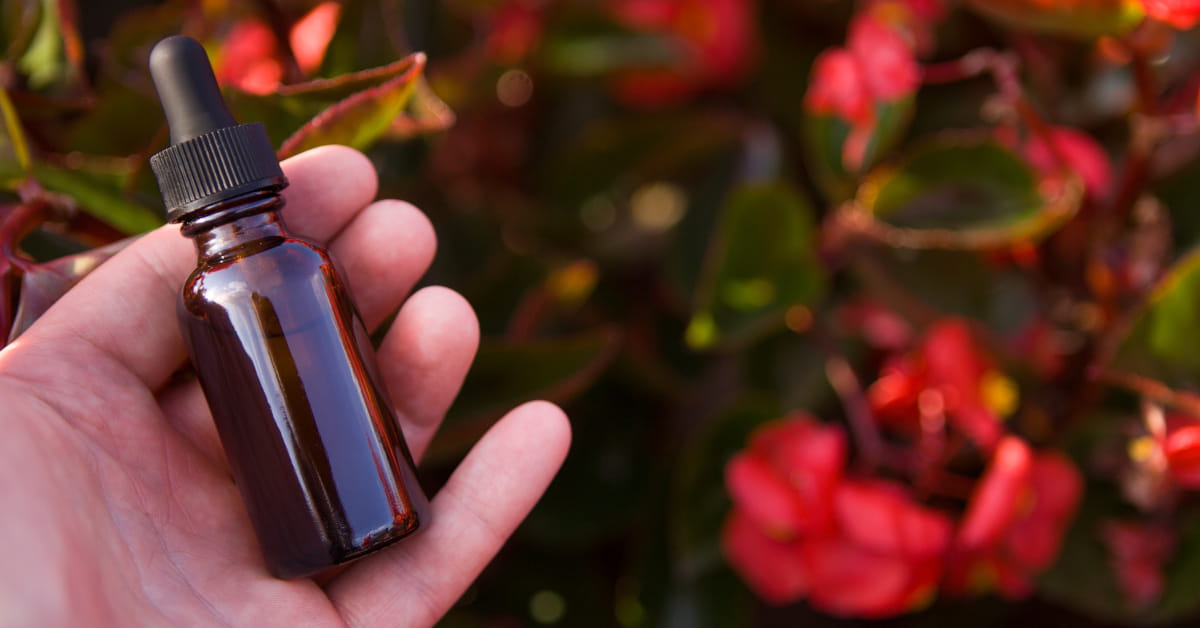 Come usare il fiore di Bach Holly