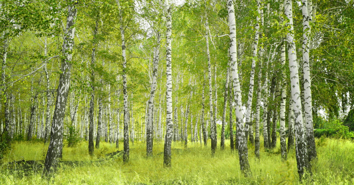 Quando e quale linfa di betulla scegliere