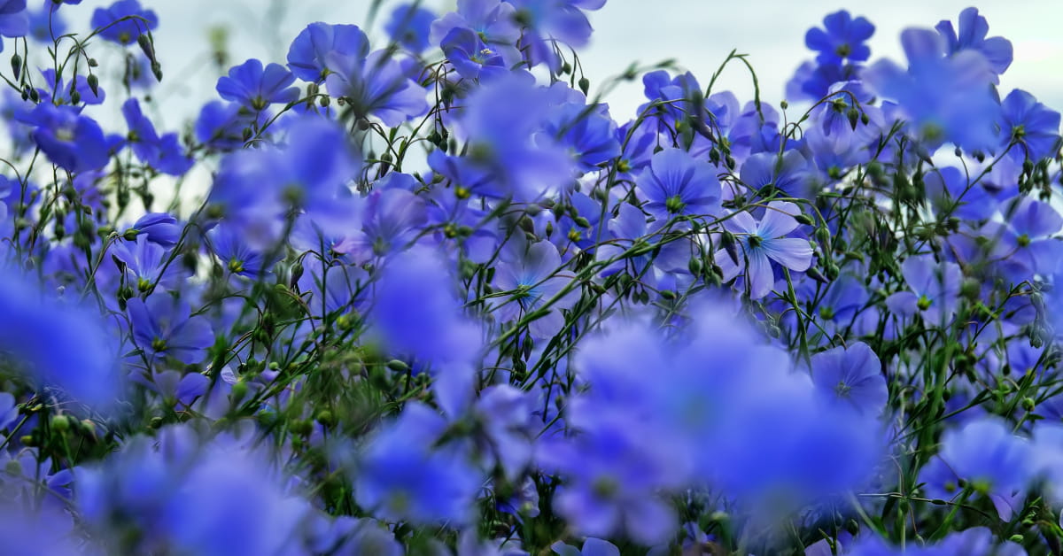 Semi di lino: proprietà nutrizionali