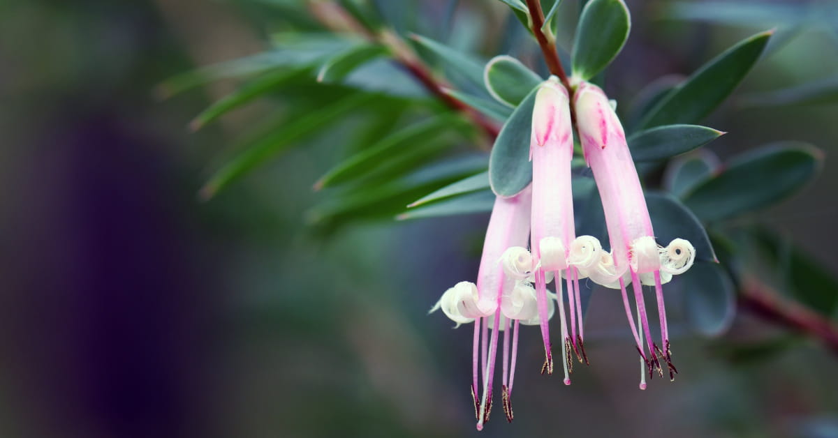Five Corners è uno dei fiori australiani per la timidezza