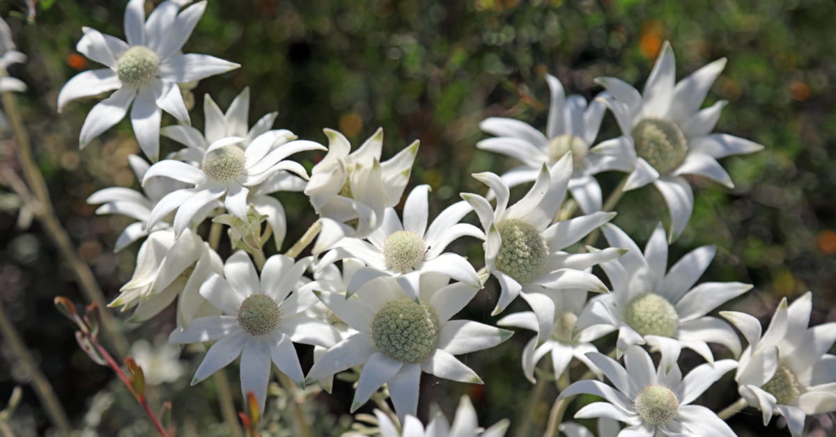 Fiori australiani per la depressione: Flannel Flower