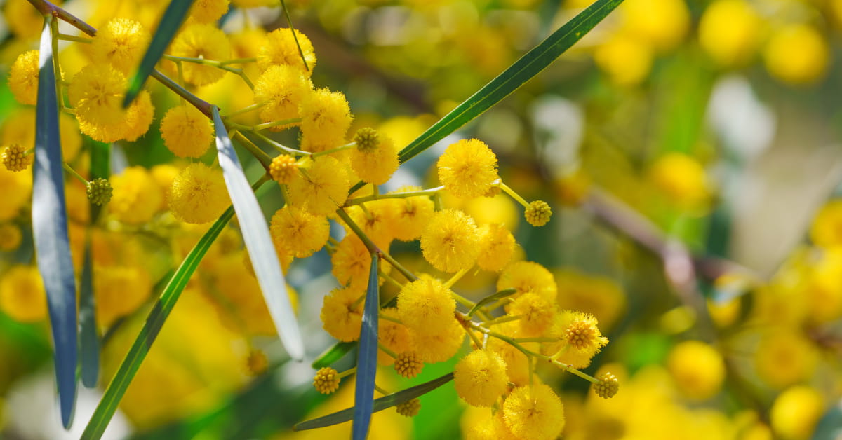 Fiori australiani per la depressione: Sunshine Wattle