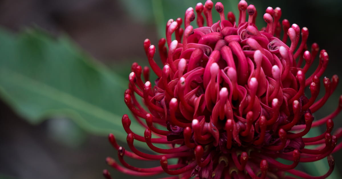 Fiori di Bach per la depressione: Waratah