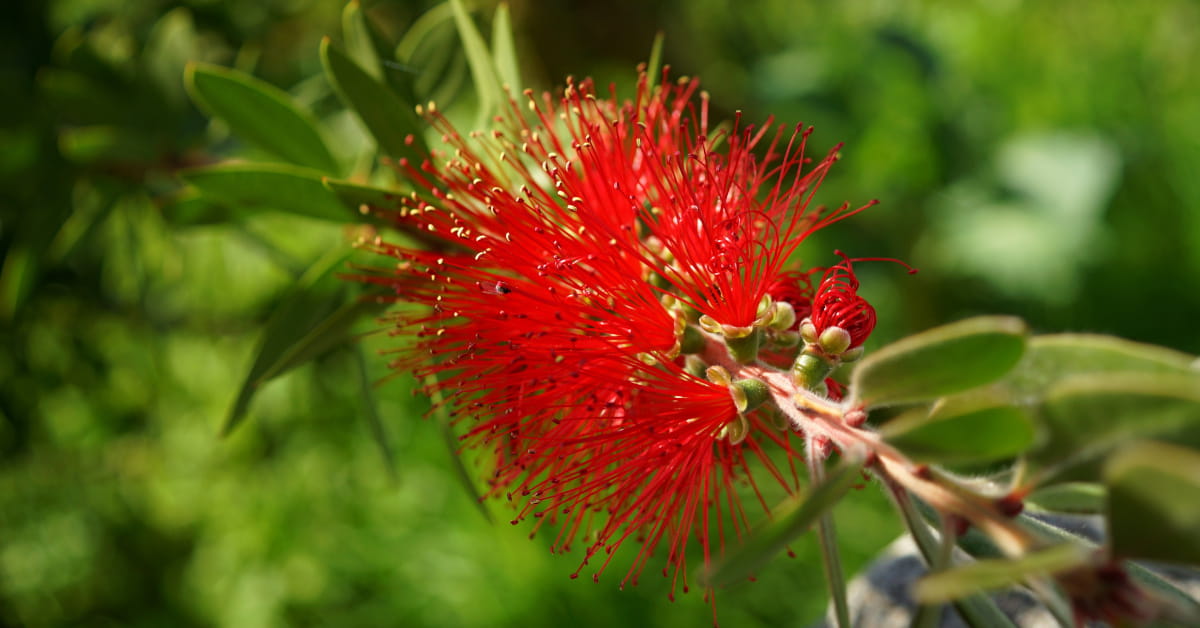 Fiori australiani per dimagrire: Bottlebrush