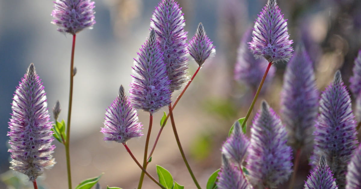 Fiori australiani per dimagrire: Mulla Mulla