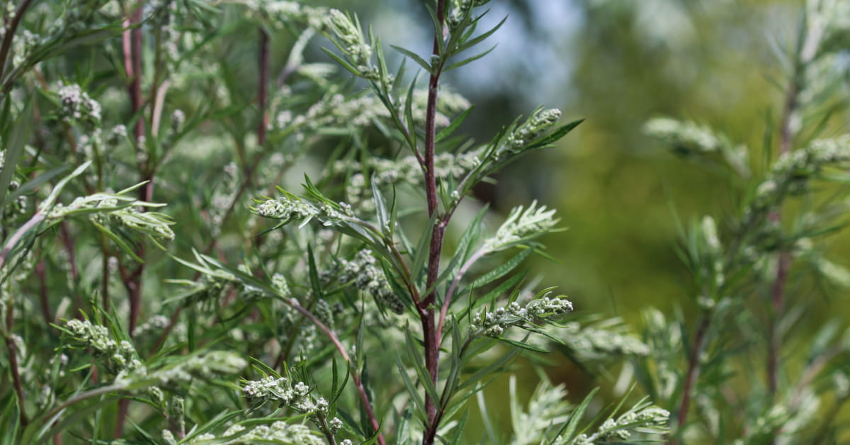 Propriet&agrave; delle foglie di Artemisia vulgaris 
