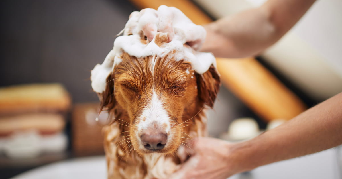 Shampoo antiparassitario per cani