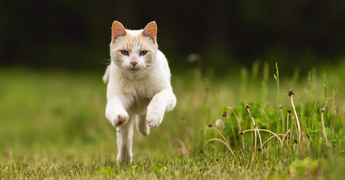Mix antiparassitario di oli per gatti