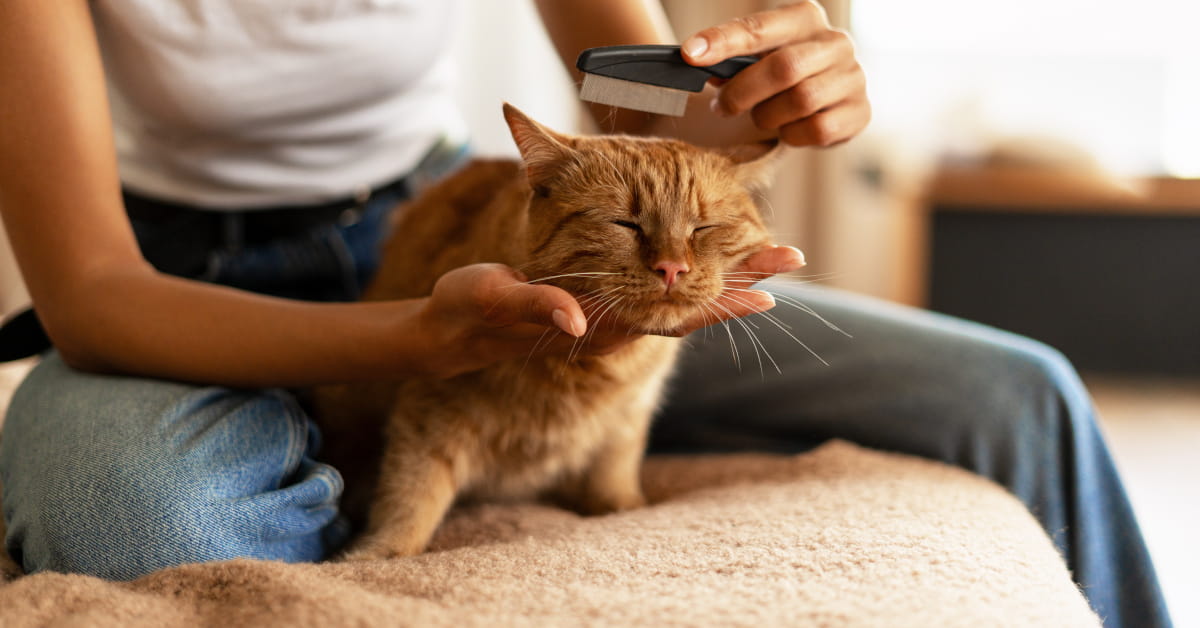 Come togliere la zecca al gatto in modo naturale