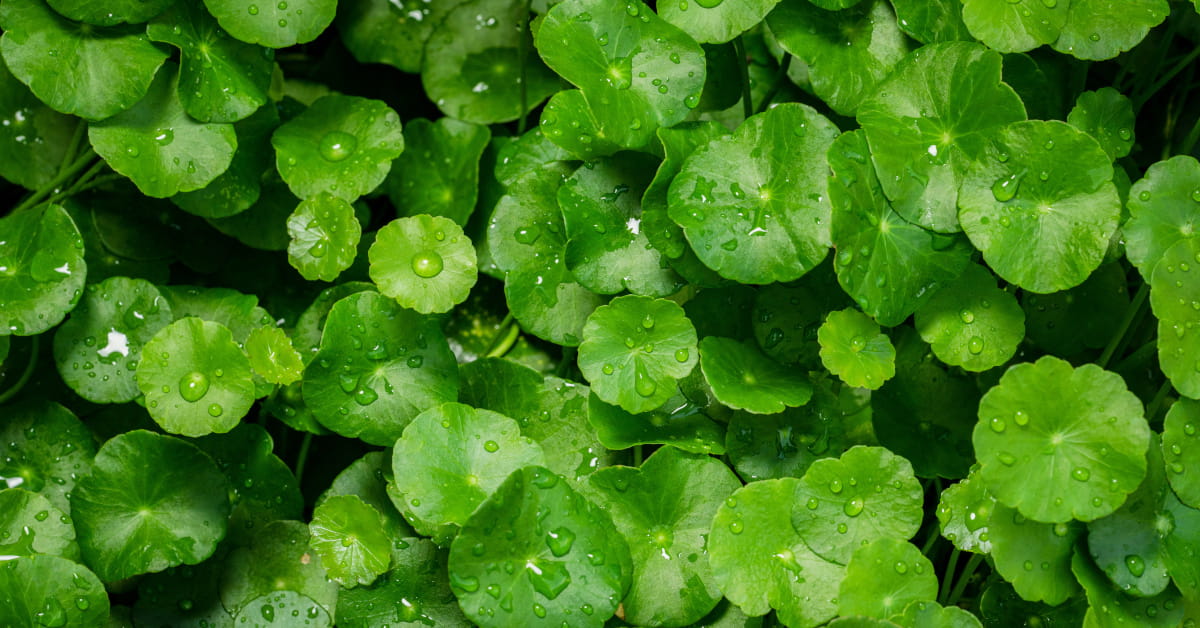 Centella asiatica: per cellulite, microcircolo e pelle a tendenza acneica