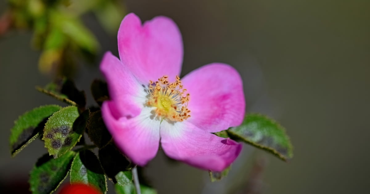 L'olio di rosa mosqueta è una buona fonte di omega 3