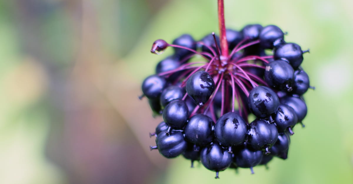 Ginseng o eleuterococco: quale scegliere
