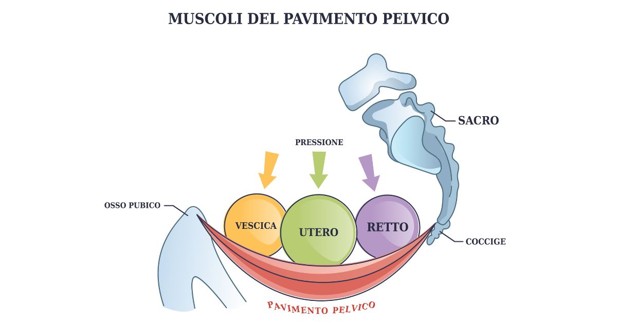 Pavimento pelvico: sezione anatomica