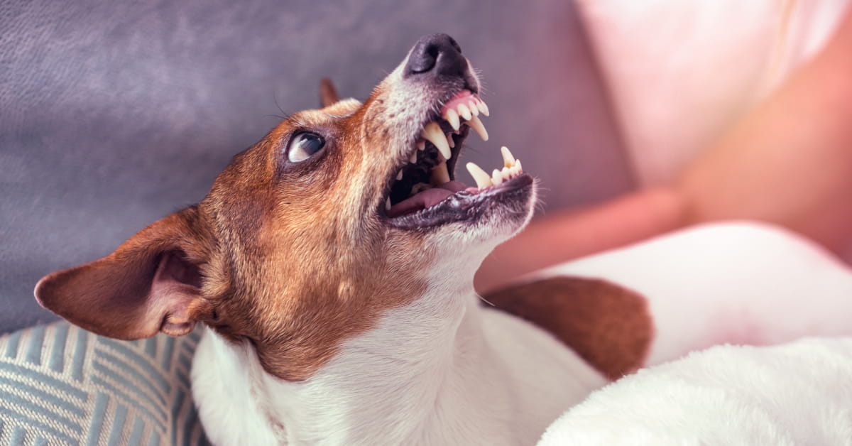 Fiori australiani per il cane o il gatto aggressivo