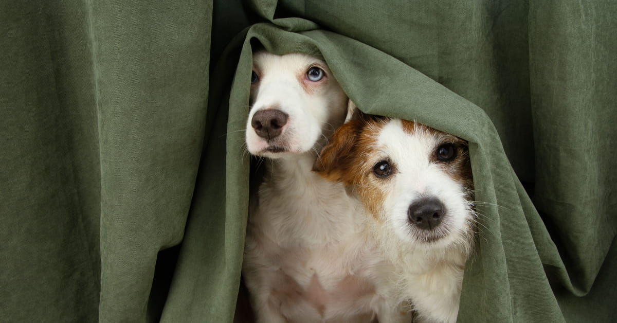 Fiori australiani per cani paurosi 