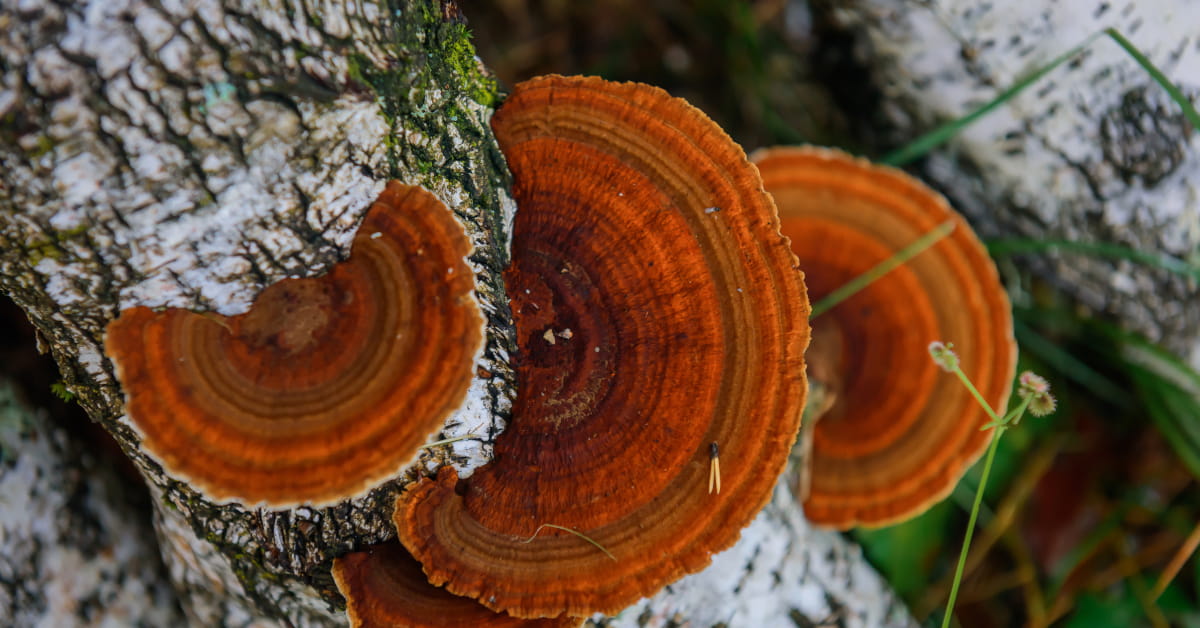 Quali funghi medicinali scegliere