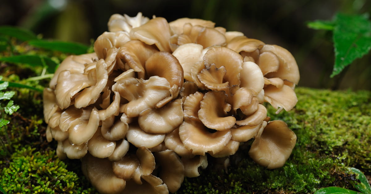 Cos'è la micoterapia - maitake