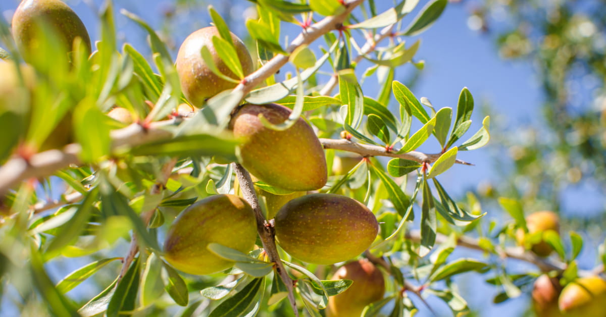 Olio di argan: la pianta Argania spinosa