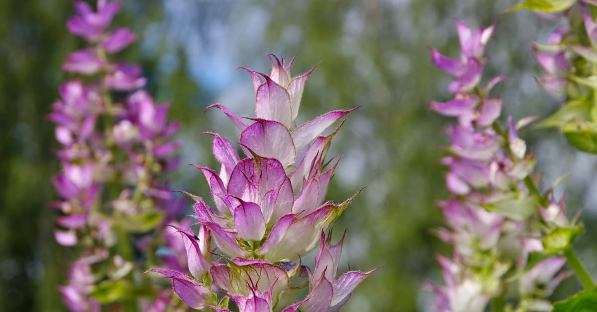 Tintura madre di salvia: le propriet&agrave;