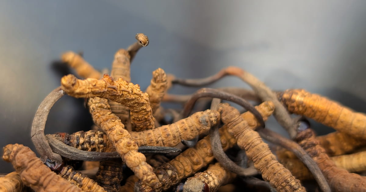 Cordyceps controindicazioni ed effetti collaterali