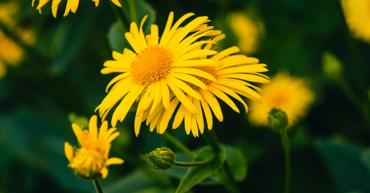 Quando arnica e artiglio del diavolo non funzionano: i limiti da conoscere